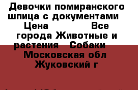 Девочки помиранского шпица с документами › Цена ­ 23 000 - Все города Животные и растения » Собаки   . Московская обл.,Жуковский г.